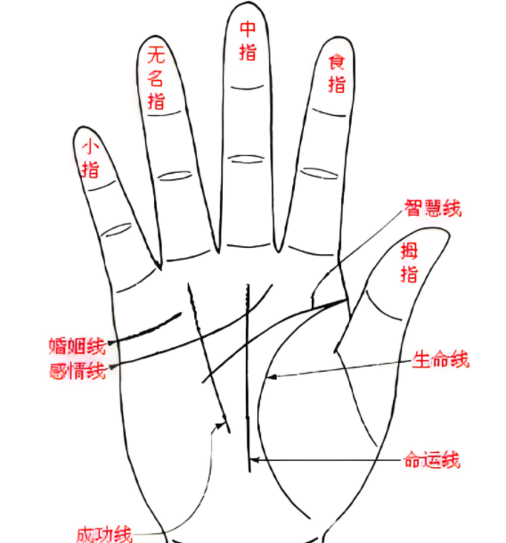 手掌纹算命准吗（手把手教你看手相算命图）