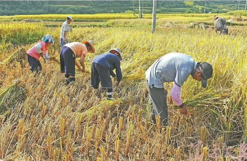 梦见收割