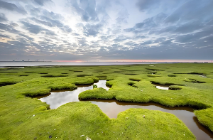 梦见沼泽湿地