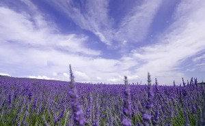 12星座专属幸运花，12星座本命花