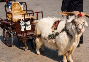 梦见羊车