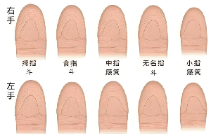 太极斗指纹图片