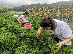 梦见去菜园摘菜