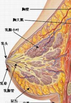 梦见乳头